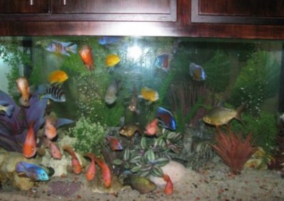 Custom built into the wall Aquarium