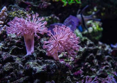 Marine plants in a fish tank
