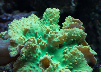 Marine Plant in tank