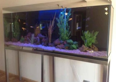 Large cabinet aquarium