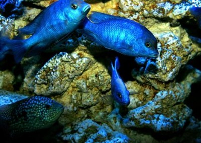 Fish swimming in a Custom Cabinet fish tank
