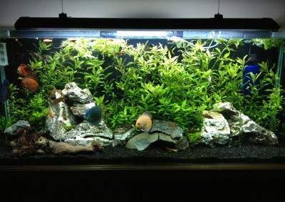 garden pond Aquarium