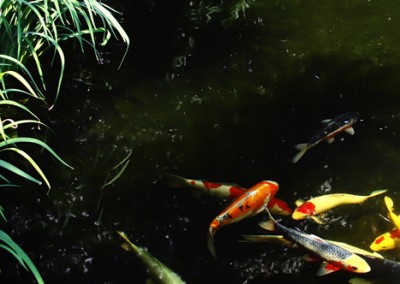 garden pond with Koi Fish