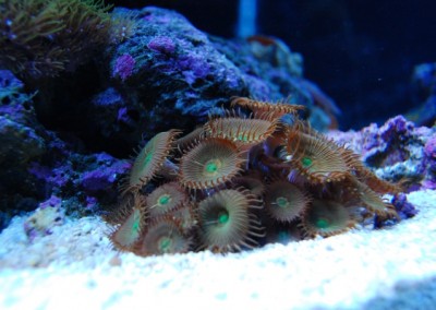 Marine aquarium in a cabinet Fish tank