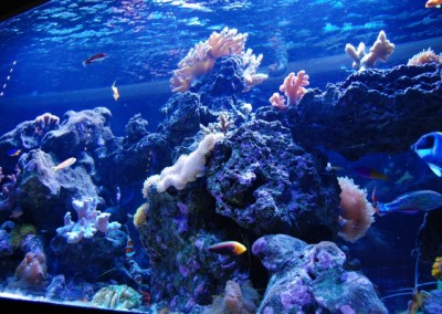 Marine aquarium in a custom cabinet Fish tank