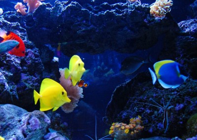 Marine aquarium in a cabinet Fish tank