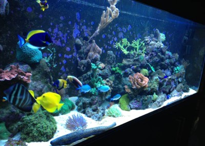 Marine aquarium in a cabinet Fish tank