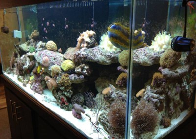 Marine aquarium in a cabinet Fish tank