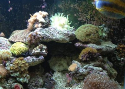 Marine aquarium in a cabinet Fish tank