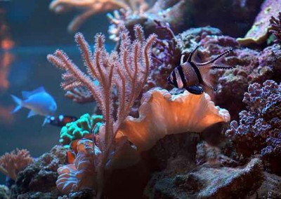 Marine aquarium in a cabinet Fish tank