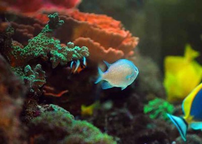 Marine aquarium in a cabinet Fish tank