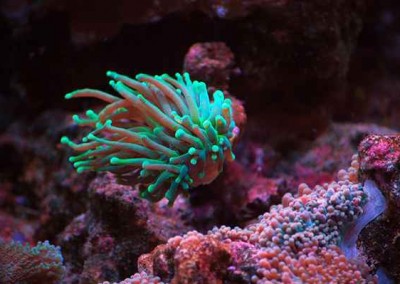 Marine aquarium in a cabinet Fish tank