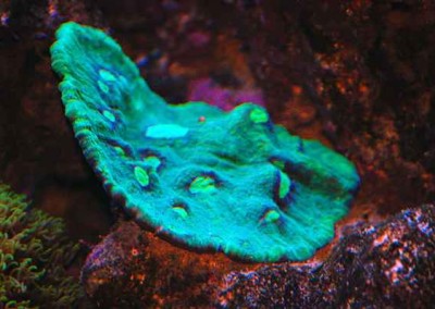 Marine aquarium in a cabinet Fish tank