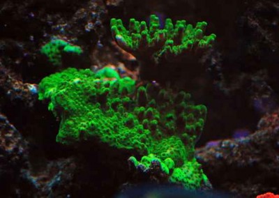 Marine aquarium in a cabinet Fish tank