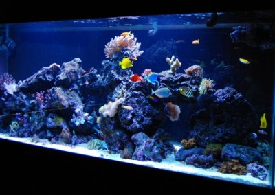 Marine aquarium in a cabinet Fish tank