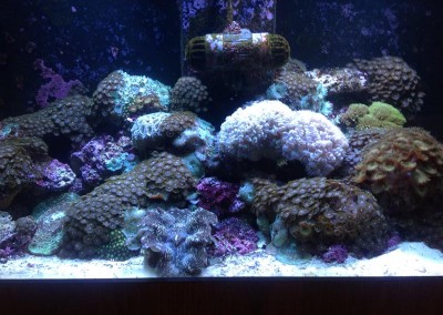 Marine fish tank