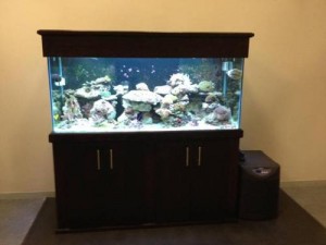 cabinet aquariums 001