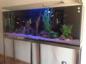 cabinet aquariums 004