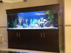 cabinet aquariums 005