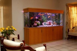 cabinet aquariums 007
