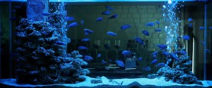 cabinet aquariums 010
