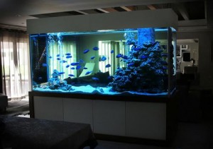 cabinet aquariums 011