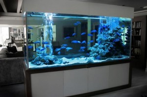cabinet aquariums 012